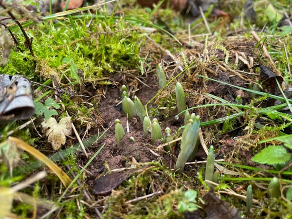 January in the garden